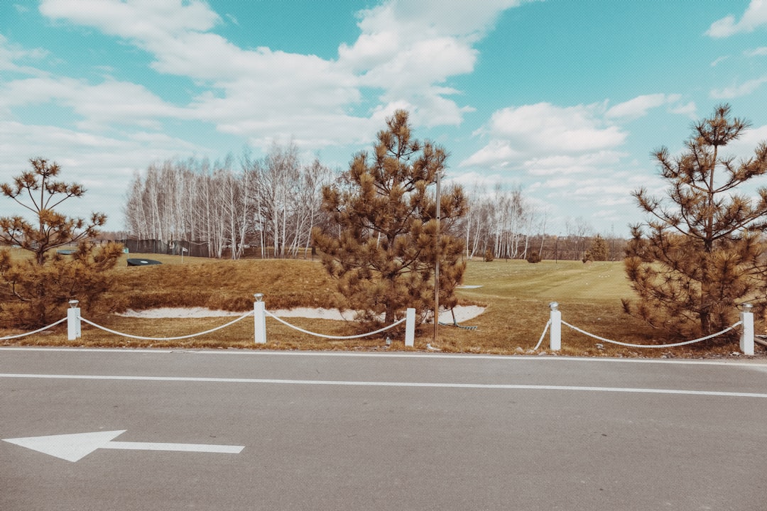 brown trees on gray asphalt road during daytime